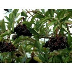 Storfrugtet Hyldebær 'Korsør' Sambucus Nigra 'Korsør' 5 Liter Potte -Sirius Butik mi2327 sambucus nigra sambu 2350 1