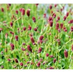 Kvæsurt 'Tanna' Sanguisorba Officinalis 'Tanna' 1 Liter Potte -Sirius Butik mi2334 sanguisorba officinalis tanna d700