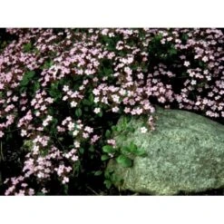 Lav Sæbeurt Saponaria Ocymoides 10 Cm. Potte 10 Lav Sæbeurt Saponaria Ocymoides 10 Cm. Potte -Sirius Butik mi2335 saponaria ocymoides 0f3e