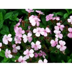 Lav Sæbeurt Saponaria Ocymoides 10 Cm. Potte 9 Lav Sæbeurt Saponaria Ocymoides 10 Cm. Potte -Sirius Butik mi2335 saponaria ocymoides 1441