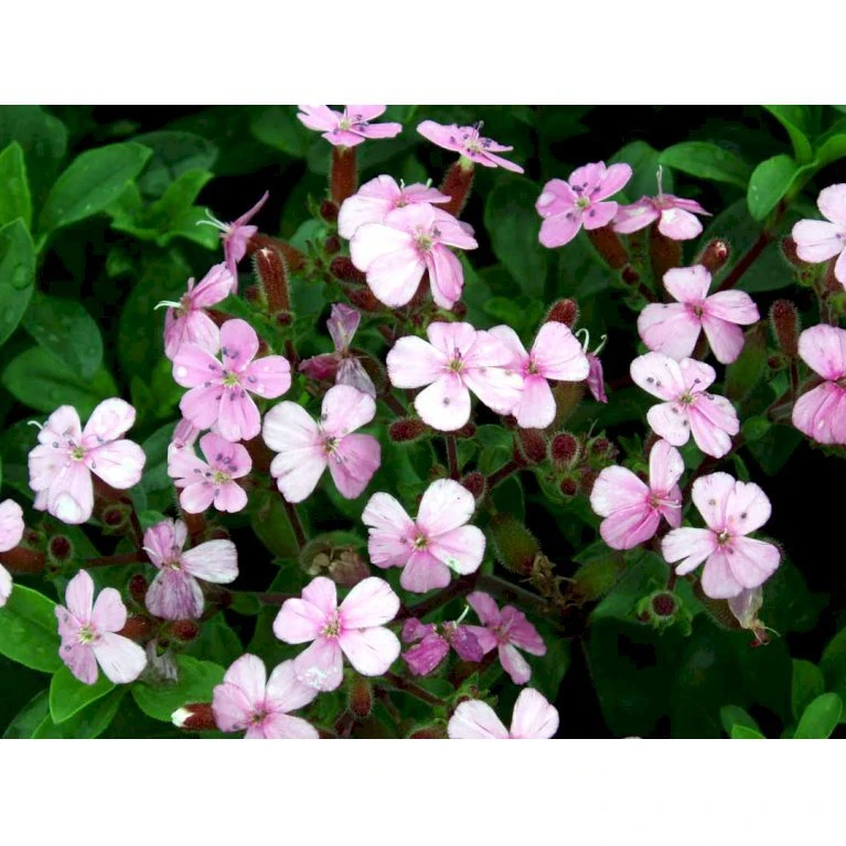 Lav Sæbeurt Saponaria Ocymoides 10 Cm. Potte 4 Lav Sæbeurt Saponaria Ocymoides 10 Cm. Potte - Billede 4