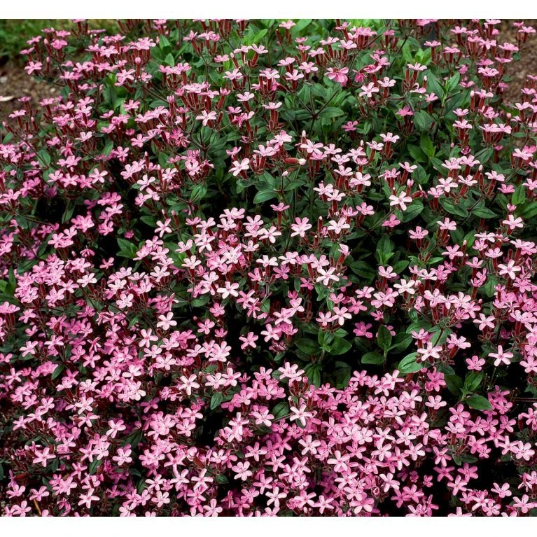 Lav Sæbeurt Saponaria Ocymoides 10 Cm. Potte 6 Lav Sæbeurt Saponaria Ocymoides 10 Cm. Potte - Billede 6