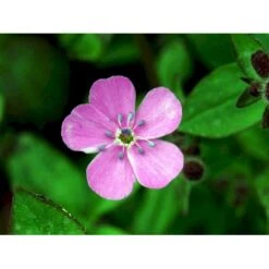 Lav Sæbeurt Saponaria Ocymoides 10 Cm. Potte 8 Lav Sæbeurt Saponaria Ocymoides 10 Cm. Potte -Sirius Butik mi2335 saponaria ocymoides 5f79