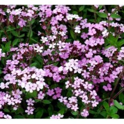 Lav Sæbeurt Saponaria Ocymoides 10 Cm. Potte