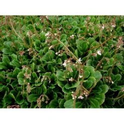 Porcelænsblomst Saxifraga Urbium Potte 2 Liter. -Sirius Butik mi2352 saxifraga urbium 3955