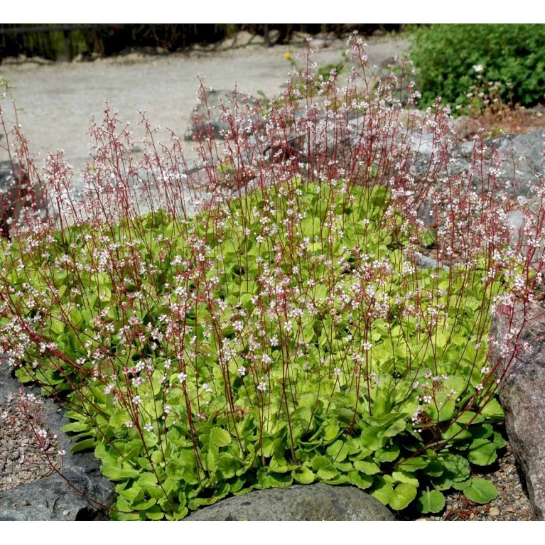 Porcelænsblomst 'Elliott's Variety' Saxifraga Urbium 'Elliott's Variety' 10 Cm. Potte 3 Porcelænsblomst 'Elliott's Variety' Saxifraga Urbium 'Elliott's Variety' 10 Cm. Potte - Billede 3