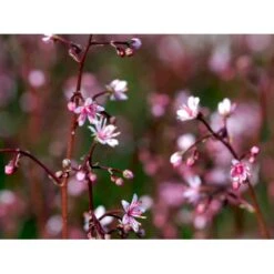 Porcelænsblomst 'Elliott's Variety' Saxifraga Urbium 'Elliott's Variety' 10 Cm. Potte 8 Porcelænsblomst 'Elliott's Variety' Saxifraga Urbium 'Elliott's Variety' 10 Cm. Potte -Sirius Butik mi2356 saxifraga urbium elliott s variety 843d