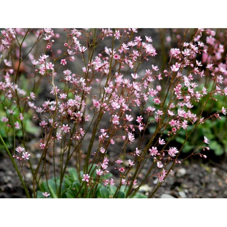 Porcelænsblomst 'Elliott's Variety' Saxifraga Urbium 'Elliott's Variety' 10 Cm. Potte 5 Porcelænsblomst 'Elliott's Variety' Saxifraga Urbium 'Elliott's Variety' 10 Cm. Potte - Billede 5