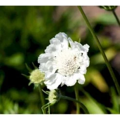 Scabiose 'Perfecta Alba' Scabiosa Caucasica 'Perfecta Alba' 1 Liter Potte 6 Scabiose 'Perfecta Alba' Scabiosa Caucasica 'Perfecta Alba' 1 Liter Potte -Sirius Butik mi2361 scabiosa caucasica perfecta alba 941f