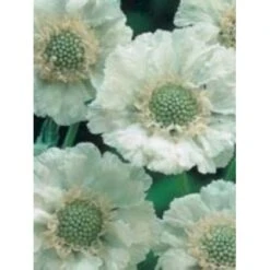 Scabiose 'Perfecta Alba' Scabiosa Caucasica 'Perfecta Alba' 1 Liter Potte 7 Scabiose 'Perfecta Alba' Scabiosa Caucasica 'Perfecta Alba' 1 Liter Potte -Sirius Butik mi2361 scabiosa caucasica perfecta alba 9d77