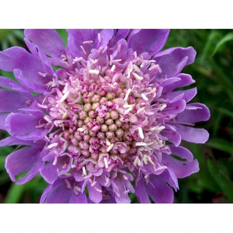 Due-Skabiosa 'Butterfly Blue' Scabiosa Columbaria 'Butterfly Blue' 1 Liter Potte 3 Due-Skabiosa 'Butterfly Blue' Scabiosa Columbaria 'Butterfly Blue' 1 Liter Potte - Billede 3