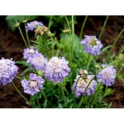 Due-Skabiosa 'Butterfly Blue' Scabiosa Columbaria 'Butterfly Blue' 1 Liter Potte 13 Due-Skabiosa 'Butterfly Blue' Scabiosa Columbaria 'Butterfly Blue' 1 Liter Potte -Sirius Butik mi2363 scabiosa columbaria butterfly blue 5e02