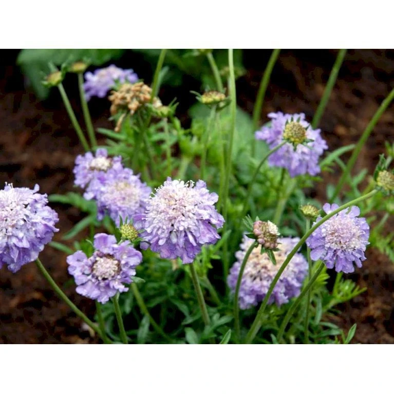 Due-Skabiosa 'Butterfly Blue' Scabiosa Columbaria 'Butterfly Blue' 1 Liter Potte 6 Due-Skabiosa 'Butterfly Blue' Scabiosa Columbaria 'Butterfly Blue' 1 Liter Potte - Billede 6