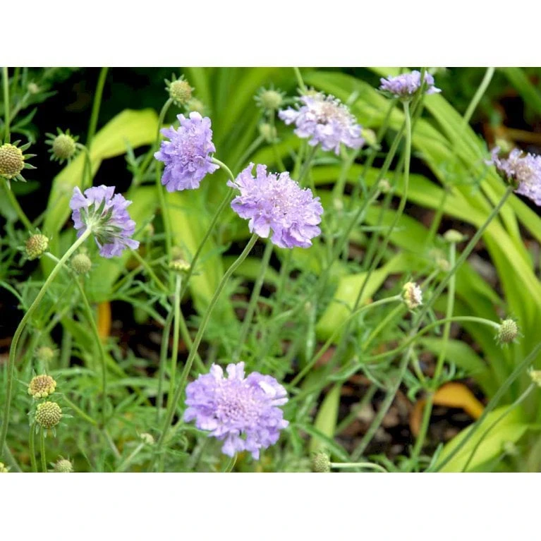 Due-Skabiosa 'Butterfly Blue' Scabiosa Columbaria 'Butterfly Blue' 1 Liter Potte 5 Due-Skabiosa 'Butterfly Blue' Scabiosa Columbaria 'Butterfly Blue' 1 Liter Potte - Billede 5