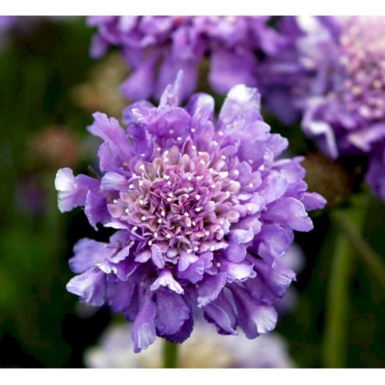 Due-Skabiosa 'Butterfly Blue' Scabiosa Columbaria 'Butterfly Blue' 1 Liter Potte 8 Due-Skabiosa 'Butterfly Blue' Scabiosa Columbaria 'Butterfly Blue' 1 Liter Potte - Billede 8