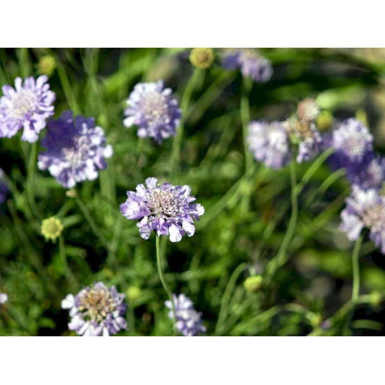 Due-Skabiosa 'Butterfly Blue' Scabiosa Columbaria 'Butterfly Blue' 1 Liter Potte 7 Due-Skabiosa 'Butterfly Blue' Scabiosa Columbaria 'Butterfly Blue' 1 Liter Potte - Billede 7