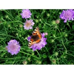 Due-Skabiosa 'Butterfly Blue' Scabiosa Columbaria 'Butterfly Blue' 1 Liter Potte 11 Due-Skabiosa 'Butterfly Blue' Scabiosa Columbaria 'Butterfly Blue' 1 Liter Potte -Sirius Butik mi2363 scabiosa columbaria butterfly blue dede