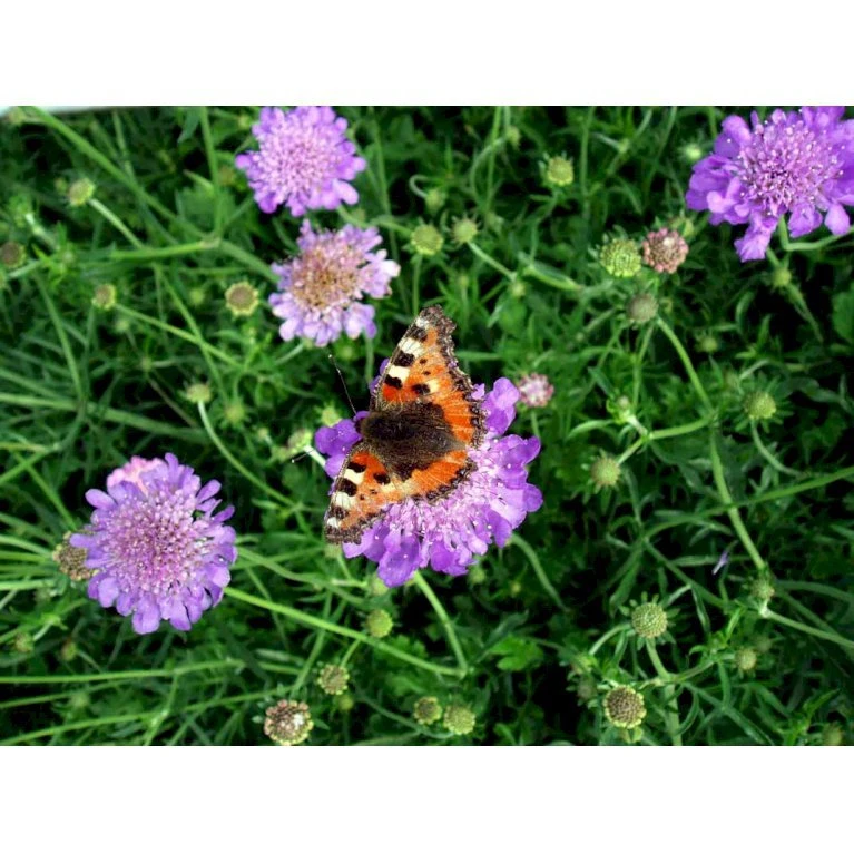 Due-Skabiosa 'Butterfly Blue' Scabiosa Columbaria 'Butterfly Blue' 1 Liter Potte 4 Due-Skabiosa 'Butterfly Blue' Scabiosa Columbaria 'Butterfly Blue' 1 Liter Potte - Billede 4