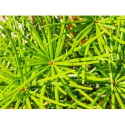 Parasoltræ Sciadopitys Verticillata Potte 3,0 Liter,- 25-30 Cm. 13 Parasoltræ Sciadopitys Verticillata Potte 3,0 Liter,- 25-30 Cm. -Sirius Butik mi2364 sciadopitys verticillata 109b