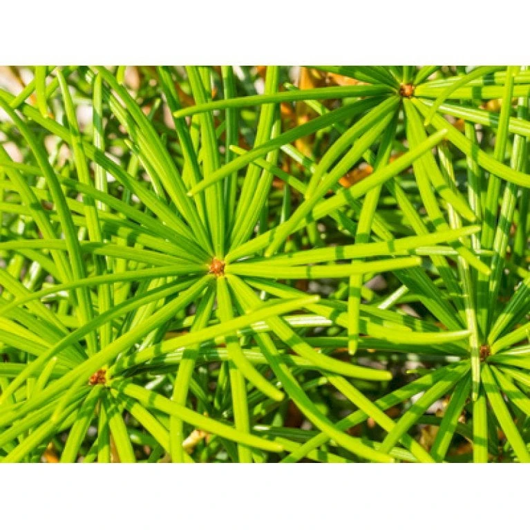 Parasoltræ Sciadopitys Verticillata Potte 3,0 Liter,- 25-30 Cm. 7 Parasoltræ Sciadopitys Verticillata Potte 3,0 Liter,- 25-30 Cm. - Billede 7