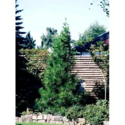 Parasoltræ Sciadopitys Verticillata Potte 3,0 Liter,- 25-30 Cm. 12 Parasoltræ Sciadopitys Verticillata Potte 3,0 Liter,- 25-30 Cm. -Sirius Butik mi2364 sciadopitys verticillata e9b8