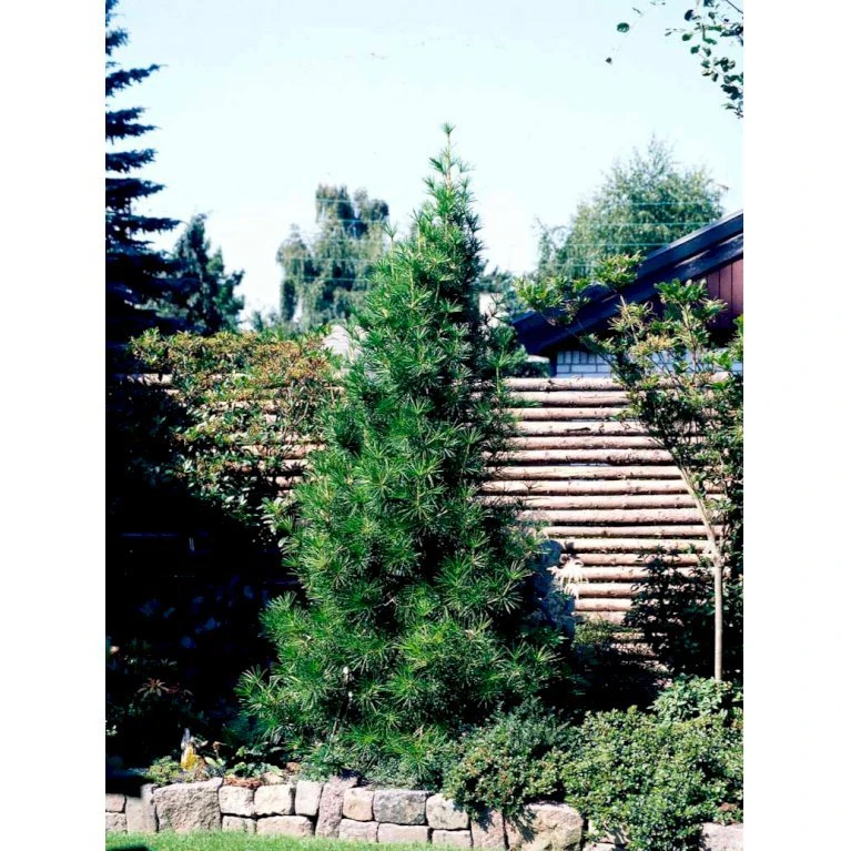 Parasoltræ Sciadopitys Verticillata Potte 3,0 Liter,- 25-30 Cm. 6 Parasoltræ Sciadopitys Verticillata Potte 3,0 Liter,- 25-30 Cm. - Billede 6