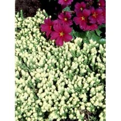 Bidende Stenurt 'Elegans' Sedum Acre 'Elegans' 10 Cm. Potte -Sirius Butik mi2367 sedum acre elegans 1df0