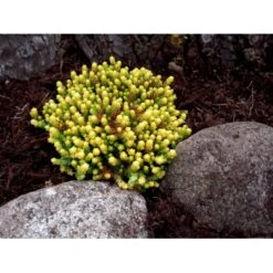 Bidende Stenurt 'Elegans' Sedum Acre 'Elegans' 10 Cm. Potte -Sirius Butik mi2367 sedum acre elegans 40ba