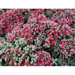 Japansk Stenurt Sedum Cauticola 10 Cm. Potte -Sirius Butik mi2369 sedum cauticola 1308