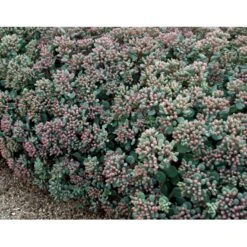 Japansk Stenurt Sedum Cauticola 10 Cm. Potte -Sirius Butik mi2369 sedum cauticola afbb