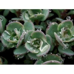 Japansk Stenurt Sedum Cauticola 10 Cm. Potte -Sirius Butik mi2369 sedum cauticola caa6