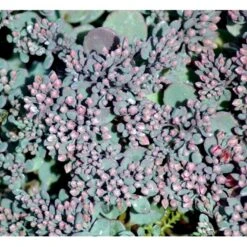 Japansk Stenurt 'Lidakense' Sedum Cauticola 'Lidakense' 10 Cm. Potte -Sirius Butik mi2370 sedum cauticola lidakense 2 liter 071c