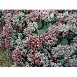 Japansk Stenurt 'Lidakense' Sedum Cauticola 'Lidakense' 10 Cm. Potte -Sirius Butik mi2370 sedum cauticola lidakense 2 liter 1f47