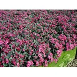 Japansk Stenurt 'Lidakense' Sedum Cauticola 'Lidakense' 10 Cm. Potte -Sirius Butik mi2370 sedum cauticola lidakense 2 liter 5743