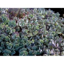 Japansk Stenurt 'Lidakense' Sedum Cauticola 'Lidakense' 10 Cm. Potte -Sirius Butik mi2370 sedum cauticola lidakense 2 liter b6c6