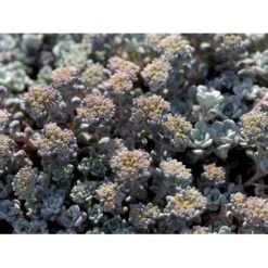 Pudret Stenurt 'Cape Bianco' Sedum Spathulifolium 'Cape Blanco' 10 Cm. Potte -Sirius Butik mi2377 sedum spathulifolium cape blanco 0626