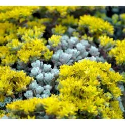 Pudret Stenurt 'Cape Bianco' Sedum Spathulifolium 'Cape Blanco' 10 Cm. Potte
