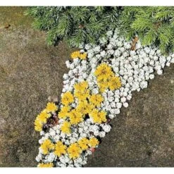 Pudret Stenurt 'Cape Bianco' Sedum Spathulifolium 'Cape Blanco' 10 Cm. Potte -Sirius Butik mi2377 sedum spathulifolium cape blanco bf6a