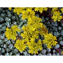 Pudret Stenurt 'Cape Bianco' Sedum Spathulifolium 'Cape Blanco' 10 Cm. Potte -Sirius Butik mi2377 sedum spathulifolium cape blanco fc0c