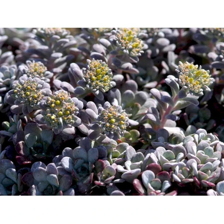 Pudret Stenurt 'Purpureum' Sedum Spathulifolium 'Purpureum' 10 Cm. Potte 7 Pudret Stenurt 'Purpureum' Sedum Spathulifolium 'Purpureum' 10 Cm. Potte - Billede 7