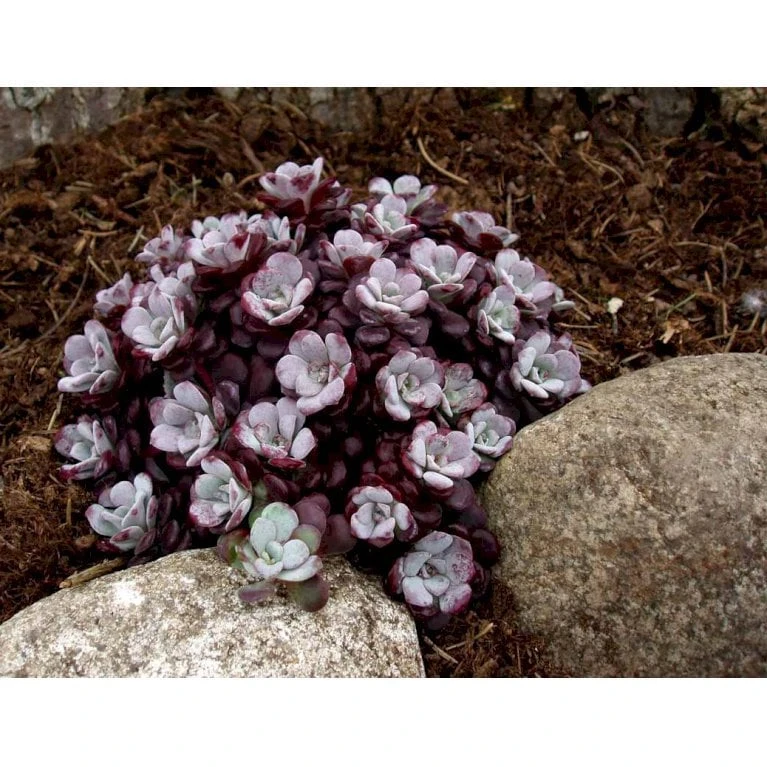 Pudret Stenurt 'Purpureum' Sedum Spathulifolium 'Purpureum' 10 Cm. Potte 5 Pudret Stenurt 'Purpureum' Sedum Spathulifolium 'Purpureum' 10 Cm. Potte - Billede 5