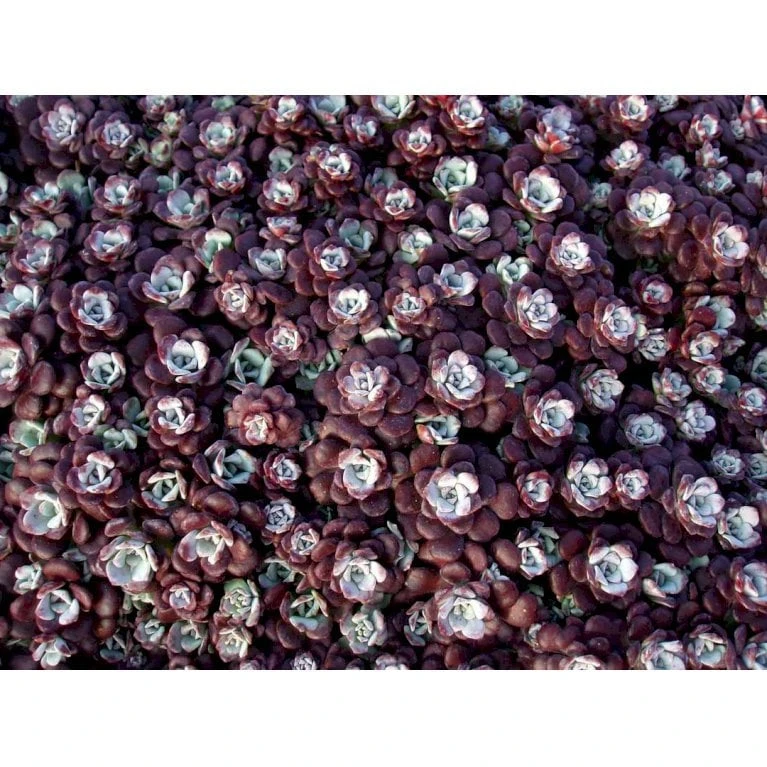 Pudret Stenurt 'Purpureum' Sedum Spathulifolium 'Purpureum' 10 Cm. Potte 4 Pudret Stenurt 'Purpureum' Sedum Spathulifolium 'Purpureum' 10 Cm. Potte - Billede 4