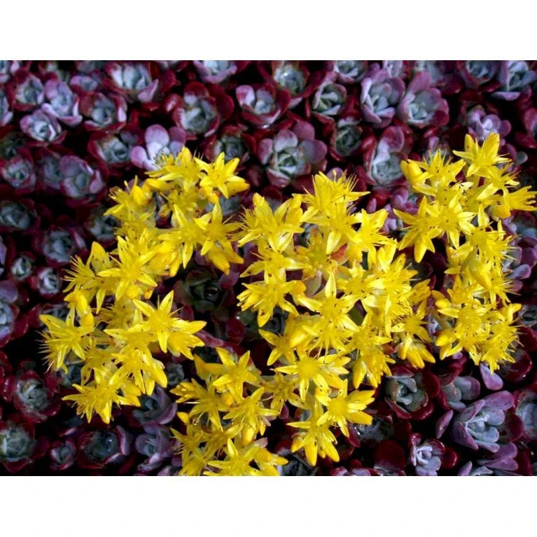 Pudret Stenurt 'Purpureum' Sedum Spathulifolium 'Purpureum' 10 Cm. Potte 6 Pudret Stenurt 'Purpureum' Sedum Spathulifolium 'Purpureum' 10 Cm. Potte - Billede 6