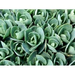 Kinesisk Sankthansurt 'Brillant' Sedum Spectabile 'Brillant' 1 Liter Potte 6 Kinesisk Sankthansurt 'Brillant' Sedum Spectabile 'Brillant' 1 Liter Potte -Sirius Butik mi2379 sedum spectabile brillant 38f0