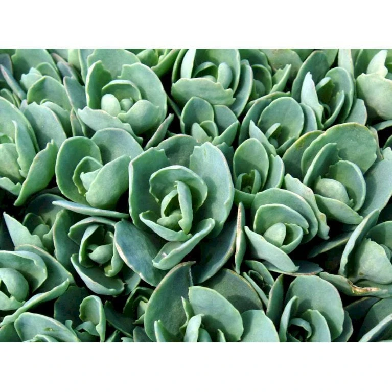 Kinesisk Sankthansurt 'Brillant' Sedum Spectabile 'Brillant' 1 Liter Potte 3 Kinesisk Sankthansurt 'Brillant' Sedum Spectabile 'Brillant' 1 Liter Potte - Billede 3