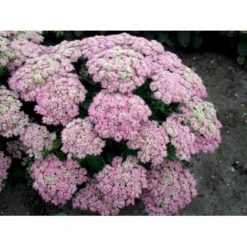 Kinesisk Sankthansurt 'Brillant' Sedum Spectabile 'Brillant' 1 Liter Potte 7 Kinesisk Sankthansurt 'Brillant' Sedum Spectabile 'Brillant' 1 Liter Potte -Sirius Butik mi2379 sedum spectabile brillant 89e4