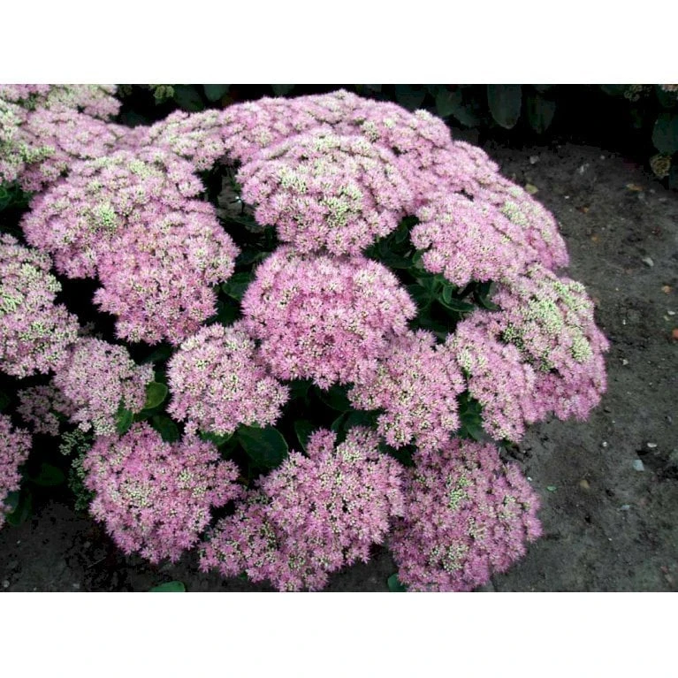 Kinesisk Sankthansurt 'Brillant' Sedum Spectabile 'Brillant' 1 Liter Potte 4 Kinesisk Sankthansurt 'Brillant' Sedum Spectabile 'Brillant' 1 Liter Potte - Billede 4