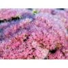 Kinesisk Sankthansurt 'Brillant' Sedum Spectabile 'Brillant' 1 Liter Potte