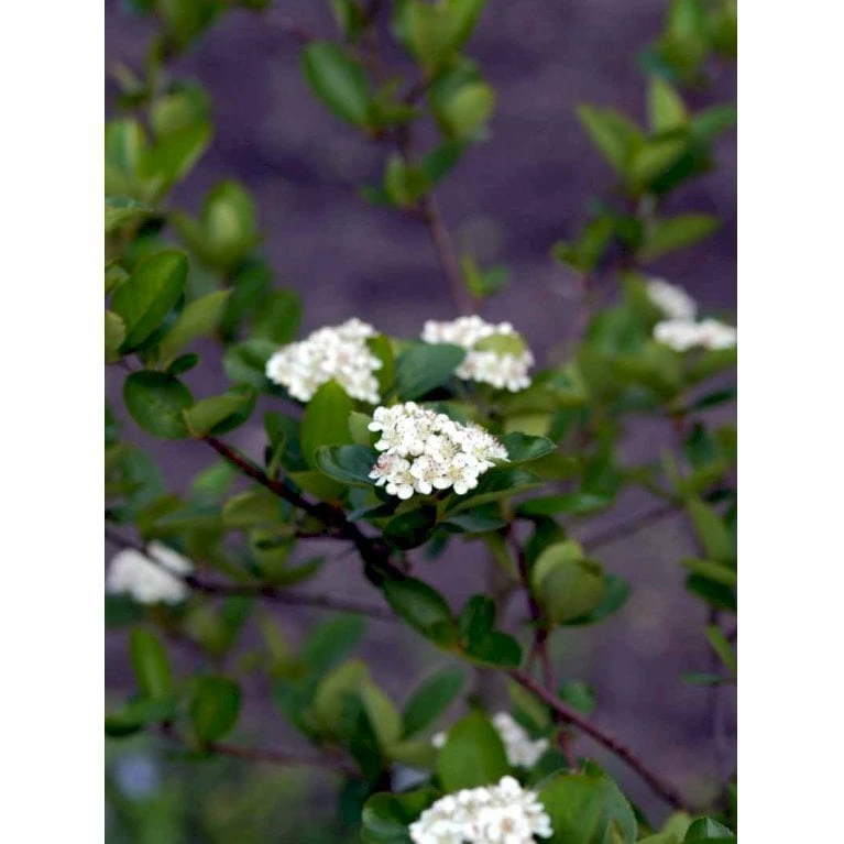 Blommebladet Surbær 'Viking' Aronia Prunifolia 'Viking' Potte 12 Liter,- 60-80 Cm. 3 Blommebladet Surbær 'Viking' Aronia Prunifolia 'Viking' Potte 12 Liter,- 60-80 Cm. - Billede 3