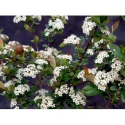 Blommebladet Surbær 'Viking' Aronia Prunifolia 'Viking' Potte 12 Liter,- 60-80 Cm. 8 Blommebladet Surbær 'Viking' Aronia Prunifolia 'Viking' Potte 12 Liter,- 60-80 Cm. -Sirius Butik mi237 aronia melanocarpa viking 85e0